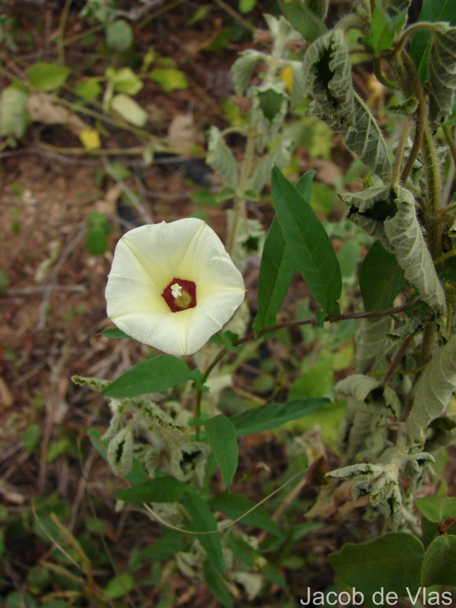 Xenostegia tridentata (L.) D.F.Austin & Staples